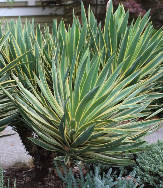 Yucca gloriosa 'Variegata'